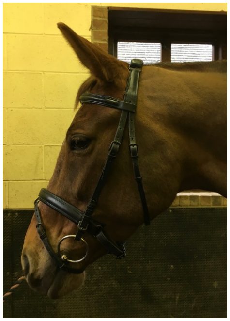 Bridles with D-rings at the poll