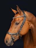 Micklem-style bridle