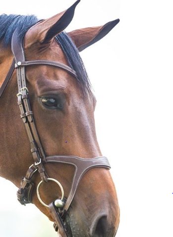 Monarch bridle