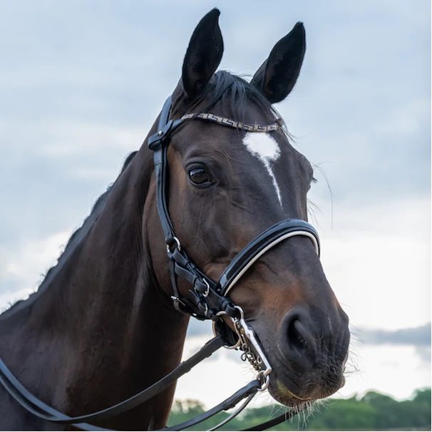 Quantum modified bridle (snaffle or double)