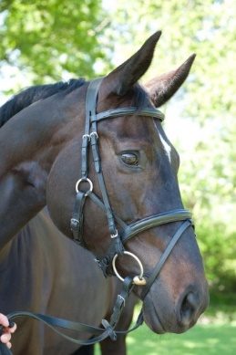 St Zaum bridle