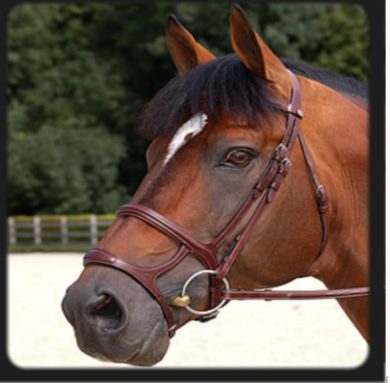 Double cavesson noseband