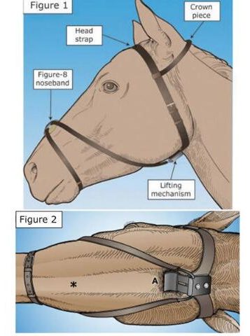 Cornell Collar