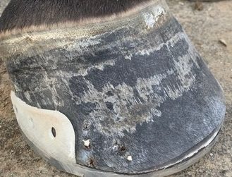 Polyurethane shoes