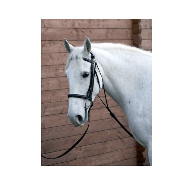 Bearing reins (e.g. Chambon, de Gogue)