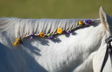 Decoration of the horse (ribbons, flowers, glitter, etc.)