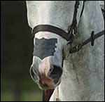Nasal strips