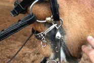 Curb chain clasp