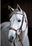 Ready to Ride bridle
