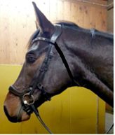 PS of Sweden noseband (with throat lash)